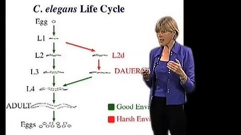 C. elegans life cycle - Cynthia Kenyon (UCSF)