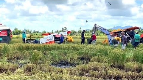 vào mùa cắt lúa bắt chuột