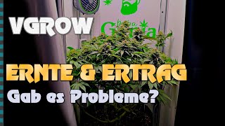 Download Lagu 🍁 Mit 100 Watt auf 40x40 cm Cannabis anbauen 🍁 Blütephase, Ernte \u0026 Ertrag? We grow - V-GROW  Vivosun MP3