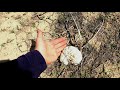 Собираем грибы, чуть не разбились, вылетели с дороги 24.04.2021  природа Казахстана