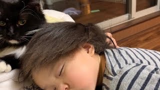 ウィッグ代わりになる猫　ラガマフィン　Cat to replace wig