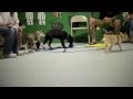 Puppy Class for Gunner - German Shepherd Puppy - 8 Weeks old Puppy Class for Gunner - German Shepherd Puppy - 8 Weeks old