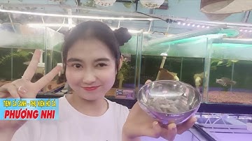 GIỚI THIỆU CÁ LÓC MẮT BÒ VÀ DƯỠNG CÁ Ở CÁ CẢNH PHƯƠNG NHI