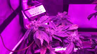 Honchos Grow S4:E3 Popping Beans!!