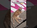 My Studio Manager 😺 Made a Guest Appearance 🤣 #cat #indoorcycling