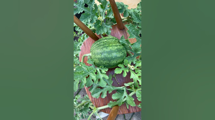Na wer von euch hat schon dickere Melonen? #garten