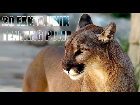 Video: Di mana puma tinggal di dunia?