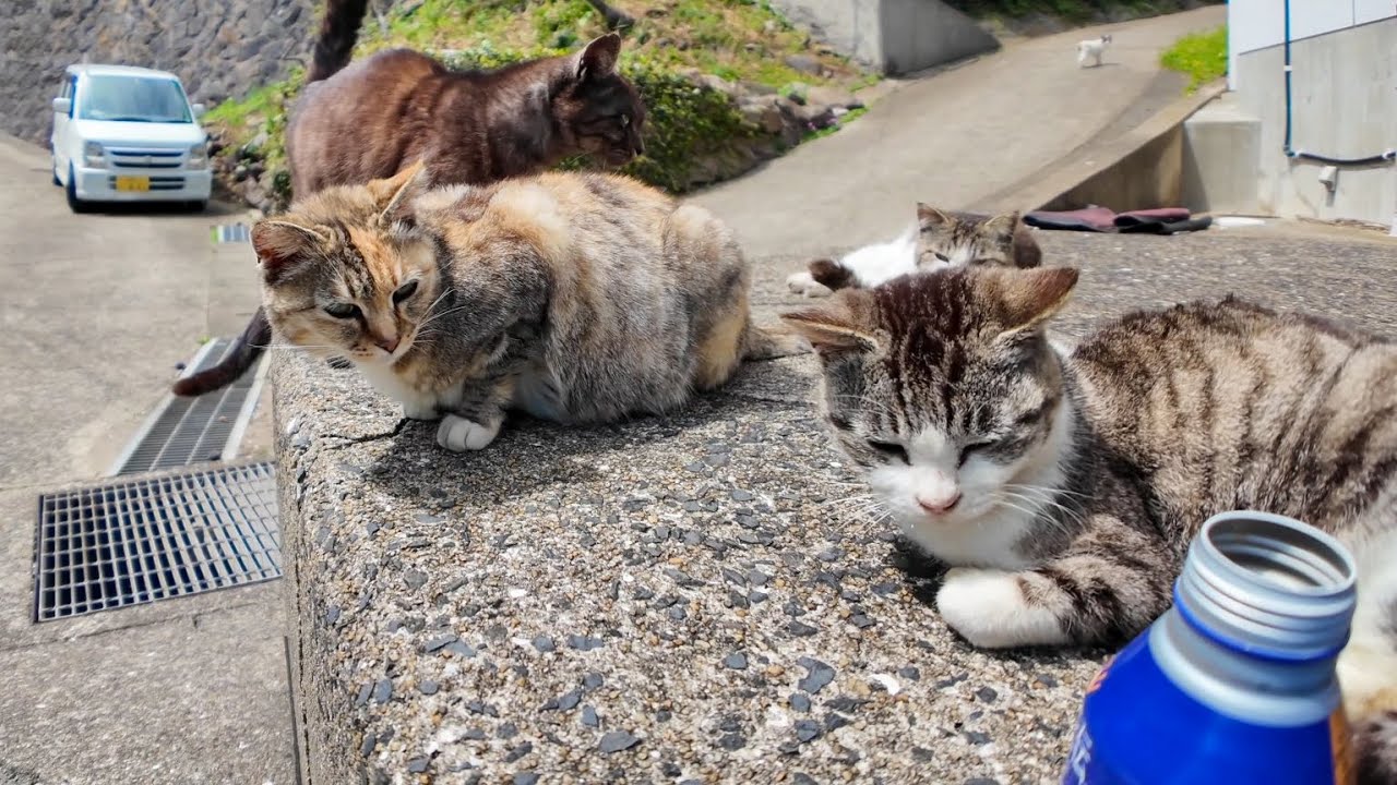 島で唯一の自動販売機でコーヒーを買って座って飲むと… そこはもう猫