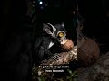 The real demon of Madagascar #animal #wildlife #shorts