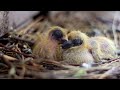 Growth of baby pigeons | From hatching to 4 weeks old | On My balcony