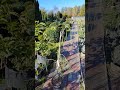 Кипарисовик Лавсона Імбріката Пендула Chamaecyparis lawsoniana 'Imbricata Pendula' плакучий пониклий