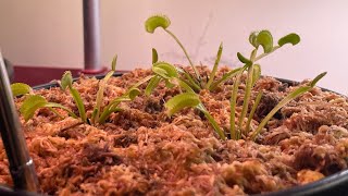 LOWES Sawtooth Venus flytrap haul! Excited for the growing season.