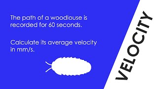 Calculating Velocity (of a Woodlouse) - WORKED EXAMPLE - GCSE Physics