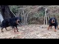 बाघ,भालु र बँदेल बाट सुरक्षा दिने गोठालो कुकुर | Bhote Kukur | भोटे कुकुर | Tibetan Mastiff