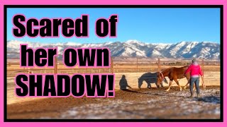 Building confidence in a wild horse~ She was SOOO BRAVE!