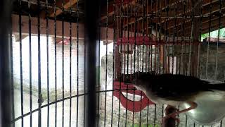 Ciblek Semi Gak Pake Celana