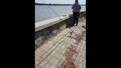 Câu cá xã tam thôn hiệp .được vài em cá sửu với một em cá út chà bá luôn .cũng tạm được