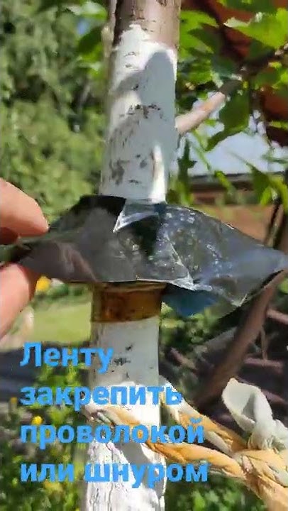 Как сделать ловчий пояс от муравьев. Защита деревьев от тли. - YouTube