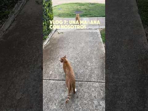Vlog 7: Una mañana con nosotros #gatos #humor #comedia #animales