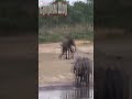 Слоны встретили леопарда