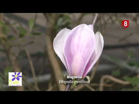 Vídeo: Beines de llavors de magnòlia: consells per cultivar magnòlies a partir de llavors