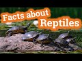 Cuestionario sobre Reptiles