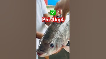 @giathuysan ✅ Cá Rô Phi khủng 4kg4 dòng Bảo Lộc #cagiong 0962734709 #tilapiafish #carophivietnam