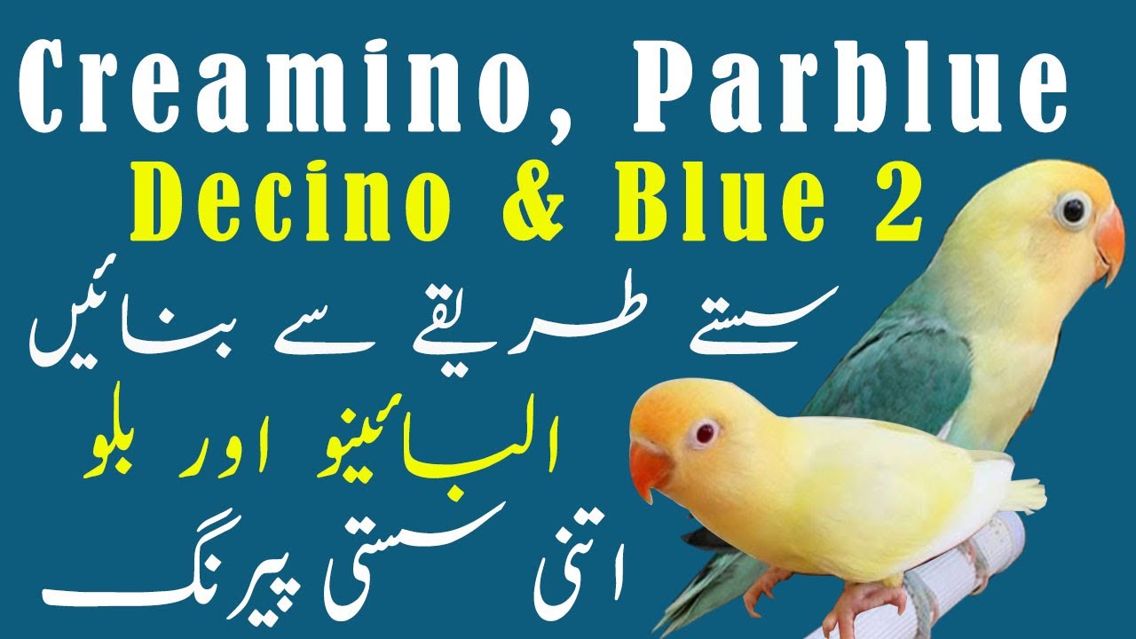 How To Produce Creamino, Decino, Parblue, and Blue 2 Fischeri in Lovebirds Mutation. Video No. 527