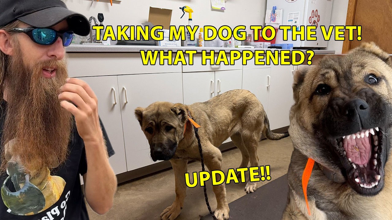 Новости о тренировках Арии, визит к ветеринару и вечерний распорядок дня #narrowayhomestead #arya...