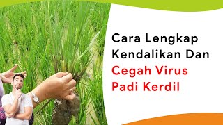 Cara Lengkap! Mencegah dan Mengendalikan Penyakit Virus Kerdil Tanaman Padi