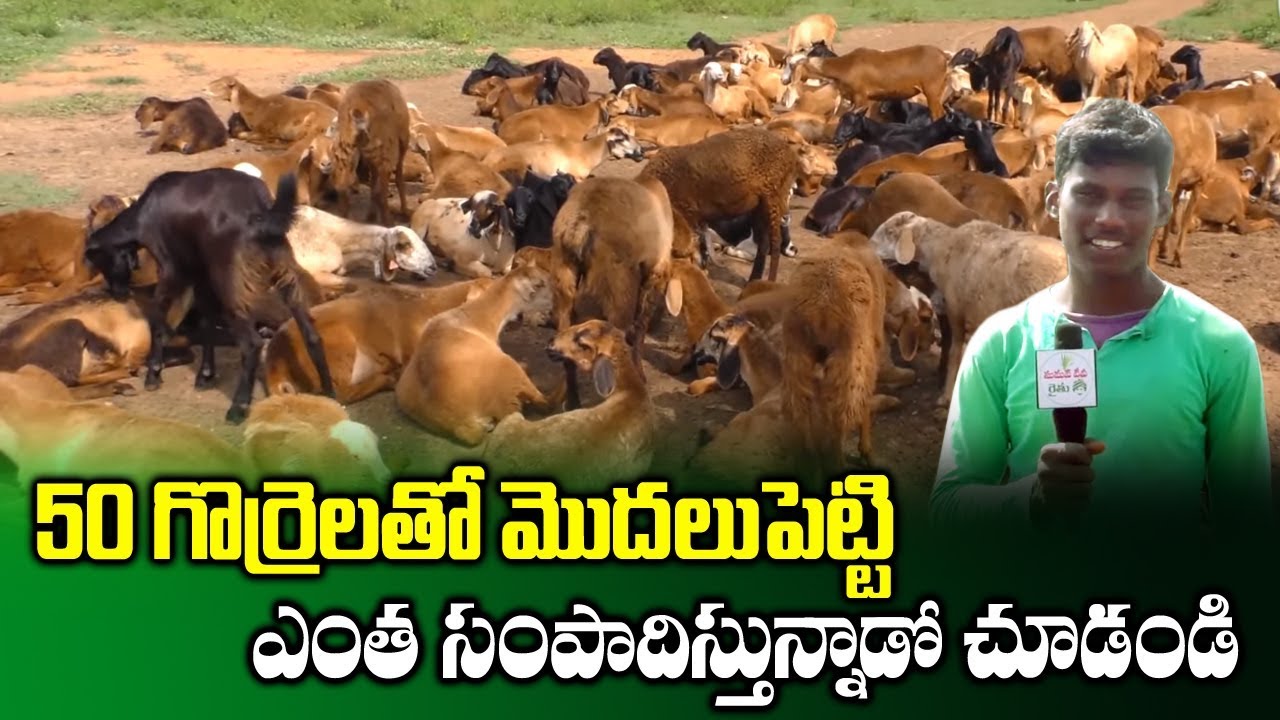 How to Earn Profits in Sheep Farming Business || Profits in Goat Farm
