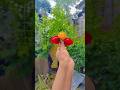 Ông nội tội nghiệp và Em bé dễ thương Rất buồn cười OBJ🍒🍓🍭🥳♥️#shorts #cute#P1031