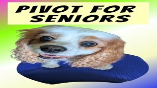 Senior Dog Care: Gentle Canine Fitness &amp; Pivot Training on a Balance Disk