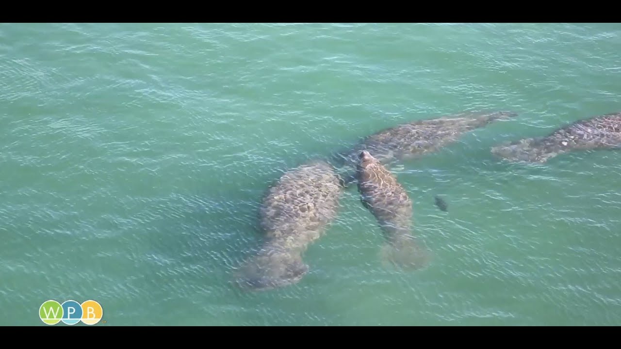 Manatees Return to the Warm Waters of South Florida - YouTube
