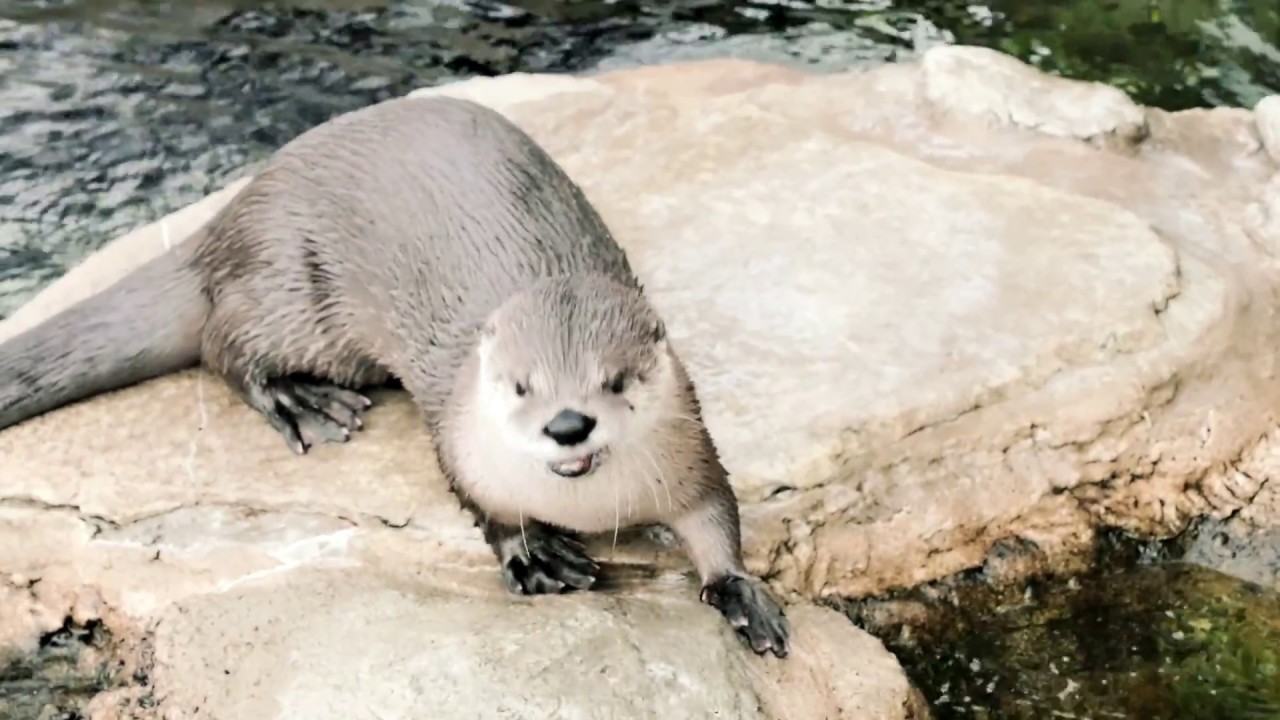 Help the River Museum renovate its otter habitat - YouTube