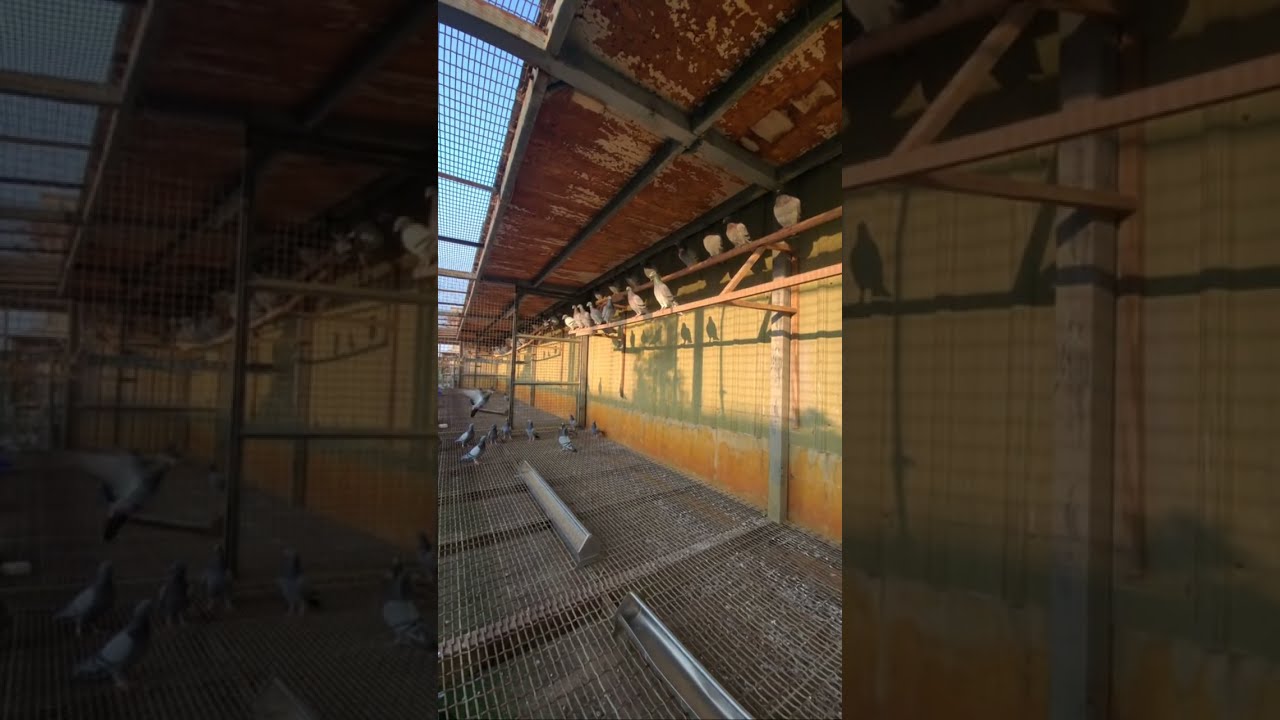 安順鴿園-Youtube直播2026-02-17「安順種鴿欣賞」