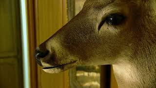 Rays Collision - Talking Deer Head TV Commercials