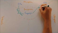 Cycles biogéochimiques - Cycle du carbone