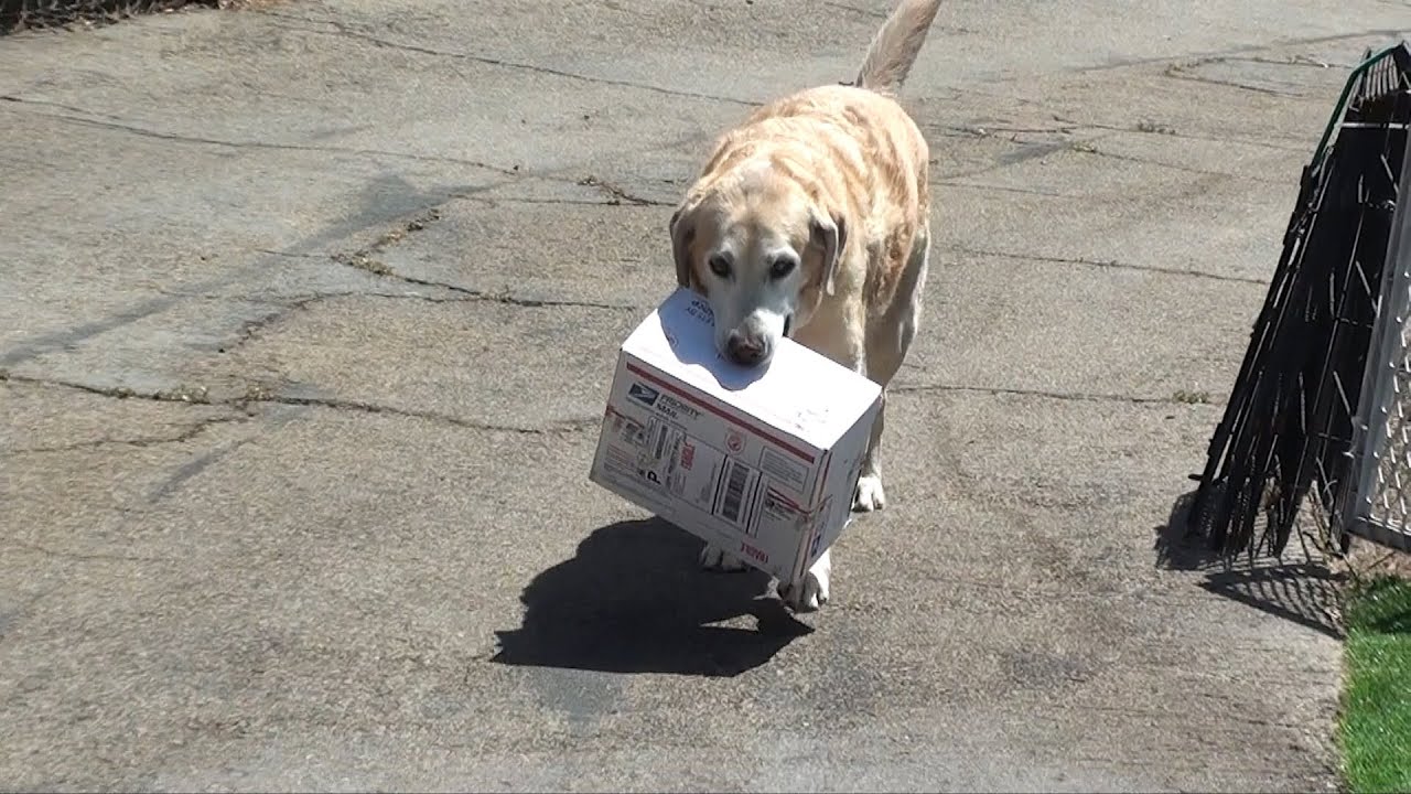 Oh me dog. Собака почта. Dog for mail. Плитка настенная Oh my Dog. Видео про собачку грушу.