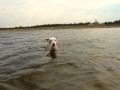 Ibizan hound swimming in the sea の動画、YouTube動画。
