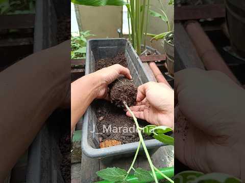 Tomato Planting Trick: Lay the Stem in a Pot for Strong Roots #gardenhacks