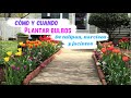 CÓMO y CUANDO plantar bulbos de TULIPAN | NARCISOS al suelo directo y en MACETA 🌷