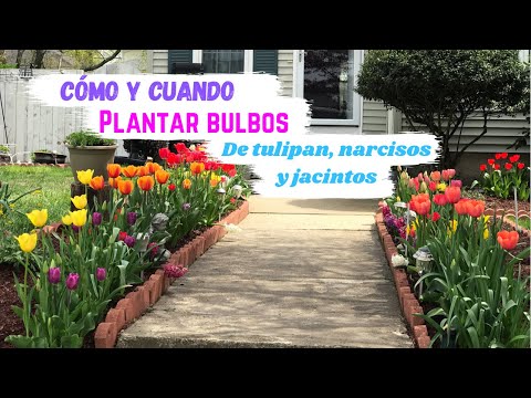 Video: Plantación de bulbos en la Zona 8 - Cuándo plantar bulbos en climas de la Zona 8