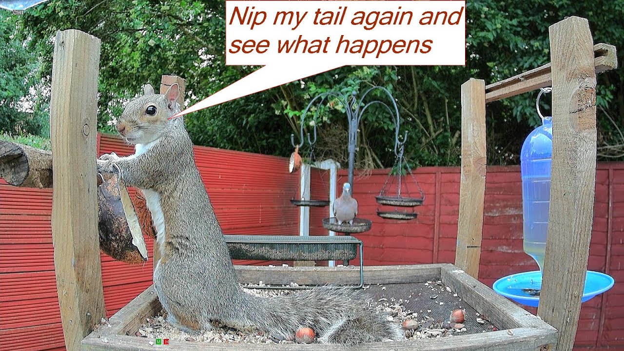 Crow and Squirrel   no quarter given