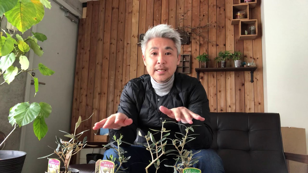 オリーブの木の育て方 苗の選び方 植え付け 水やり 肥料に関して Youtube