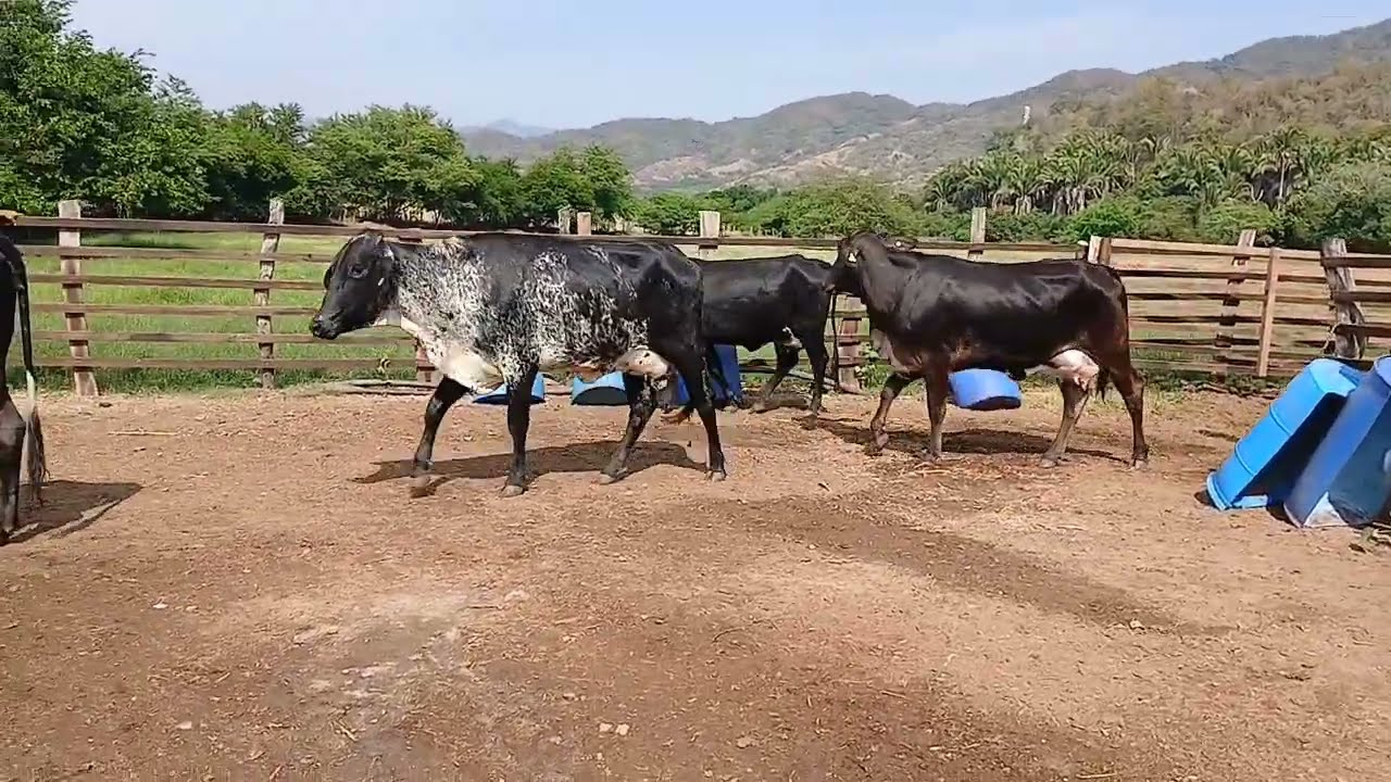 4 VAKILLAS PURA CAJETA SE VENDIERON