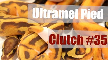Clutch #35 Reveal: Enchi Ultramel Pied!