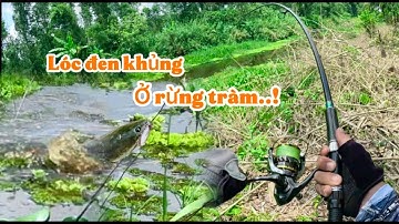 Săn cá lóc đen ở rừng tràm || lại chạm trán hugo lóc đen ở bìa rừng tràm || @duphanfishing69camau