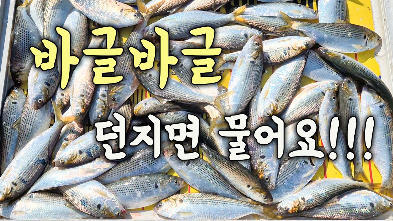 [다리tv]  바글바글!!! 역대급 싸이즈!!! 얼른 잡아가세요.. 던지면 물어요!!!