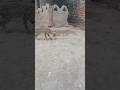 The Naughty Cat Playing Football 🏈 🐈 #shortvideo #cat #viralvideo #catactivity #pets